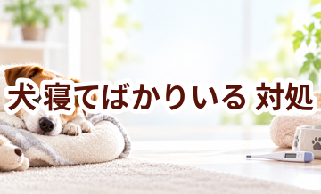 犬が寝てばかりいるときはどうする？自宅で確認したいことと受診の目安