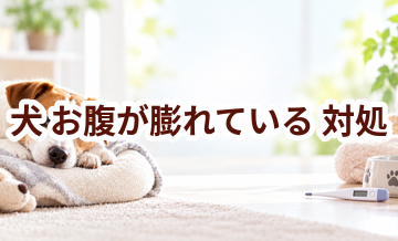 犬がお腹が膨れているときはどうする？自宅で確認したいことと受診の目安