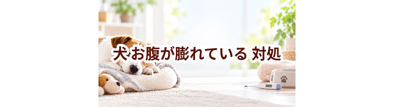 犬がお腹が膨れているときはどうする？自宅で確認したいことと受診の目安