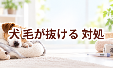犬が毛が抜けるときはどうする？自宅で確認したいことと受診の目安
