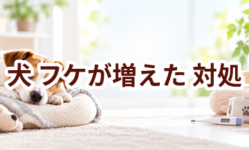 犬がフケが増えたときはどうする？自宅で確認したいことと受診の目安