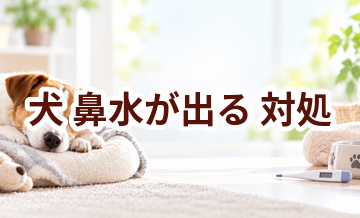 犬が鼻水が出るときはどうする？自宅で確認したいことと受診の目安