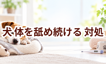 犬が体を舐め続けるときはどうする？自宅で確認したいことと受診の目安