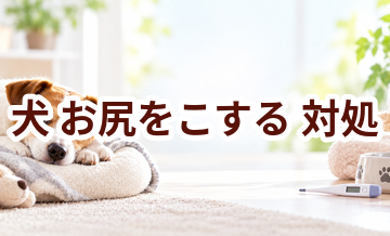 犬がお尻をこするときはどうする？自宅で確認したいことと受診の目安