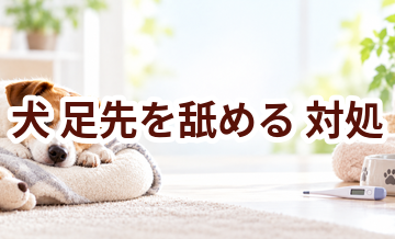 犬が足先を舐めるときはどうする？自宅で確認したいことと受診の目安