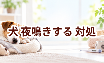 犬が夜鳴きするときはどうする？自宅で確認したいことと受診の目安