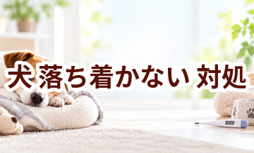 犬が落ち着かないときはどうする？自宅で確認したいことと受診の目安