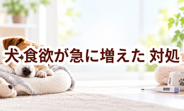 犬が食欲が急に増えたときはどうする？自宅で確認したいことと受診の目安