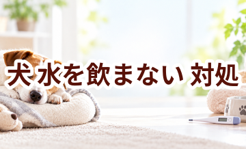 犬が水を飲まないときはどうする？自宅で確認したいことと受診の目安