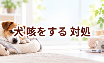 犬が咳をするときはどうする？自宅で確認したいことと受診の目安