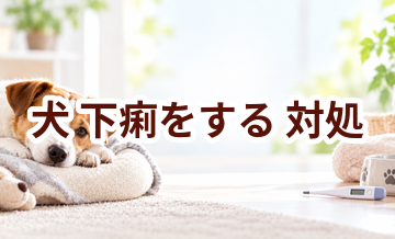 犬が下痢をするときはどうする？自宅で確認したいことと受診の目安