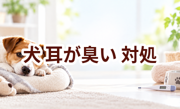 犬が耳が臭いときはどうする？自宅で確認したいことと受診の目安
