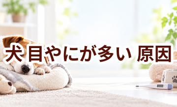 犬が目やにが多い原因は？考えられることと動物病院で伝えたいポイント