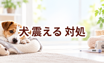 犬が震えるときはどうする？自宅で確認したいことと受診の目安