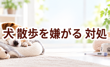 犬が散歩を嫌がるときはどうする？自宅で確認したいことと受診の目安