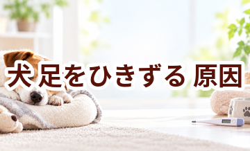犬が足をひきずる原因は？考えられることと動物病院で伝えたいポイント