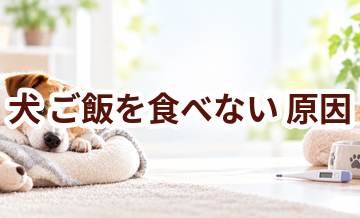 犬がご飯を食べない原因は？考えられることと動物病院で伝えたいポイント