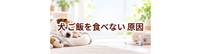 犬がご飯を食べない原因は？考えられることと動物病院で伝えたいポイント