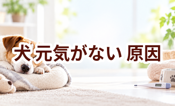 犬が元気がない原因は？考えられることと動物病院で伝えたいポイント