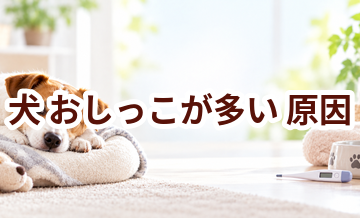 犬がおしっこが多い原因は？考えられることと動物病院で伝えたいポイント