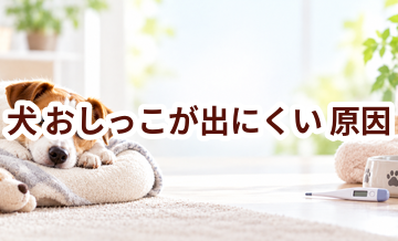 犬がおしっこが出にくい原因は？考えられることと動物病院で伝えたいポイント