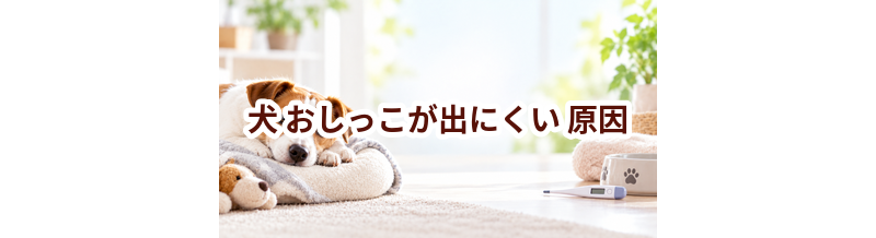 犬がおしっこが出にくい原因は？考えられることと動物病院で伝えたいポイント