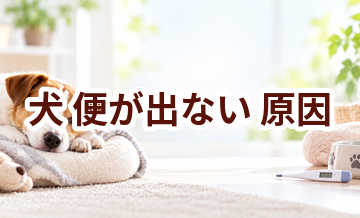 犬が便が出ない原因は？考えられることと動物病院で伝えたいポイント