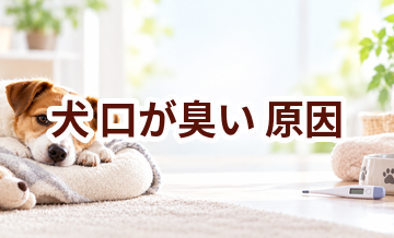 犬が口が臭い原因は？考えられることと動物病院で伝えたいポイント