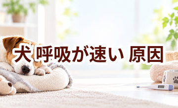 犬が呼吸が速い原因は？考えられることと動物病院で伝えたいポイント