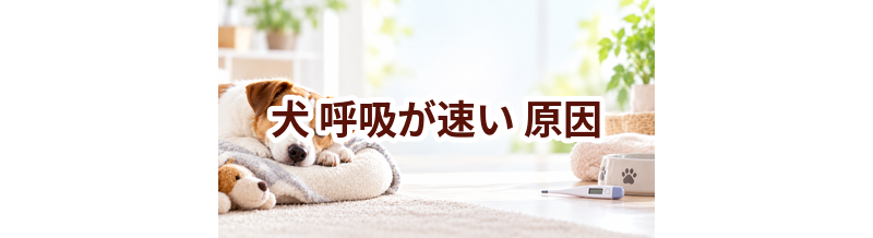 犬が呼吸が速い原因は？考えられることと動物病院で伝えたいポイント