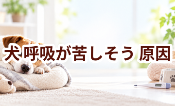 犬が呼吸が苦しそう原因は？考えられることと動物病院で伝えたいポイント