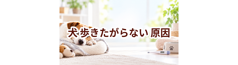 犬が歩きたがらない原因は？考えられることと動物病院で伝えたいポイント