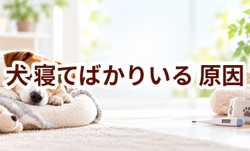 犬が寝てばかりいる原因は？考えられることと動物病院で伝えたいポイント