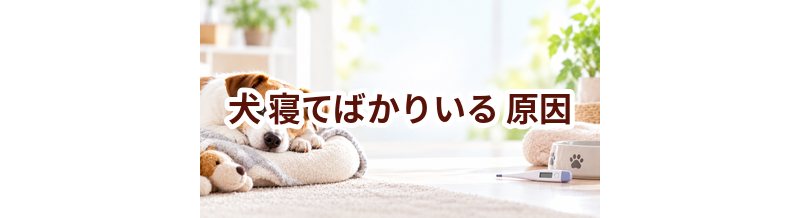 犬が寝てばかりいる原因は？考えられることと動物病院で伝えたいポイント