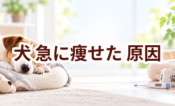 犬が急に痩せた原因は？考えられることと動物病院で伝えたいポイント