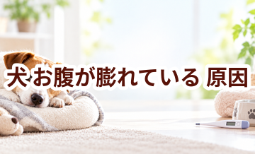 犬がお腹が膨れている原因は？考えられることと動物病院で伝えたいポイント