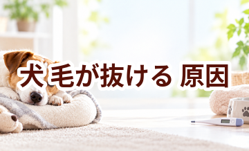 犬が毛が抜ける原因は？考えられることと動物病院で伝えたいポイント
