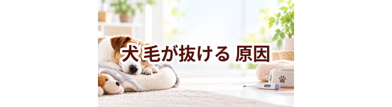 犬が毛が抜ける原因は？考えられることと動物病院で伝えたいポイント