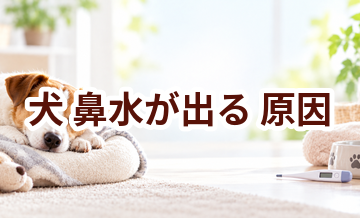犬が鼻水が出る原因は？考えられることと動物病院で伝えたいポイント