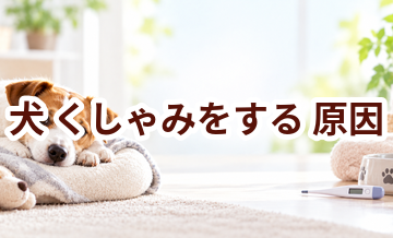 犬がくしゃみをする原因は？考えられることと動物病院で伝えたいポイント