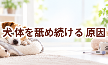 犬が体を舐め続ける原因は？考えられることと動物病院で伝えたいポイント