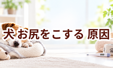 犬がお尻をこする原因は？考えられることと動物病院で伝えたいポイント