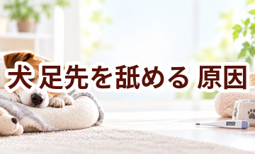 犬が足先を舐める原因は？考えられることと動物病院で伝えたいポイント