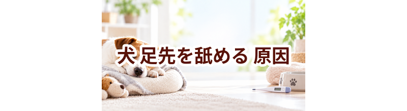 犬が足先を舐める原因は？考えられることと動物病院で伝えたいポイント