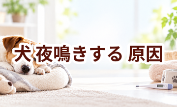 犬が夜鳴きする原因は？考えられることと動物病院で伝えたいポイント