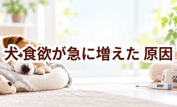 犬が食欲が急に増えた原因は？考えられることと動物病院で伝えたいポイント