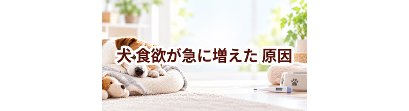 犬が食欲が急に増えた原因は？考えられることと動物病院で伝えたいポイント