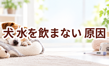 犬が水を飲まない原因は？考えられることと動物病院で伝えたいポイント