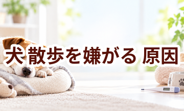 犬が散歩を嫌がる原因は？考えられることと動物病院で伝えたいポイント