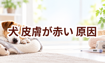 犬が皮膚が赤い原因は？考えられることと動物病院で伝えたいポイント